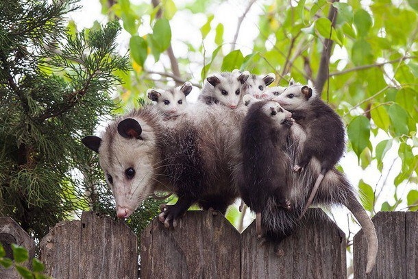 
Gia đình nhà Possum quây quần bên nhau mọi lúc mọi nơi. Ảnh: Jeanette DiAnda