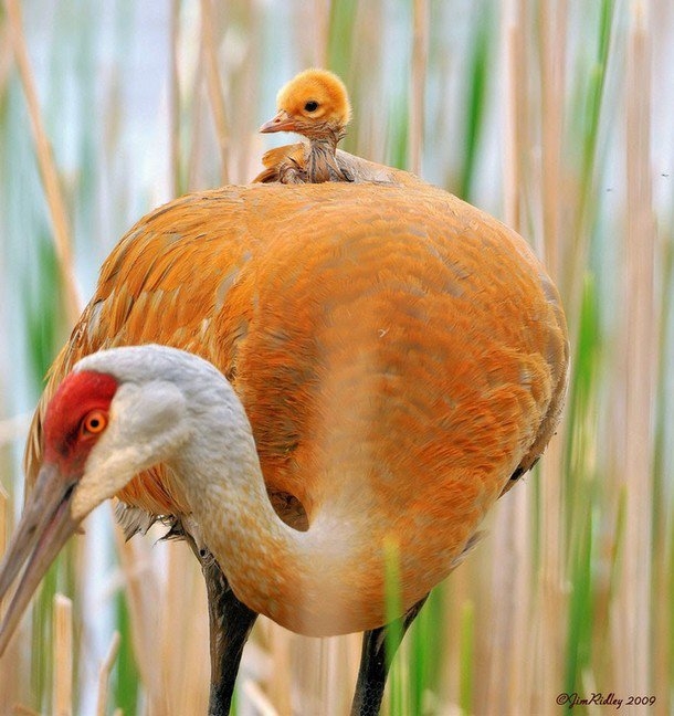 
Chim con an toàn trên lưng để chim mẹ yên tầm kiếm mồi. Ảnh: Jim Ridley