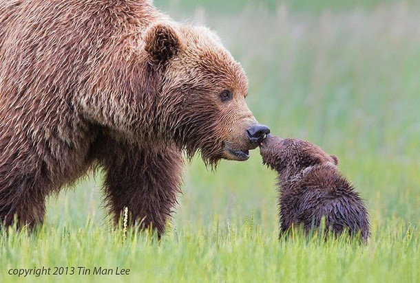 
Hình ảnh gấu mẹ âu yếm gấu con gây xúc động mạnh. Ảnh: Tin Man