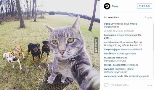 
Chú mèo khiến cộng đồng mạng "phát cuồng". (Ảnh: Chụp màn hình)