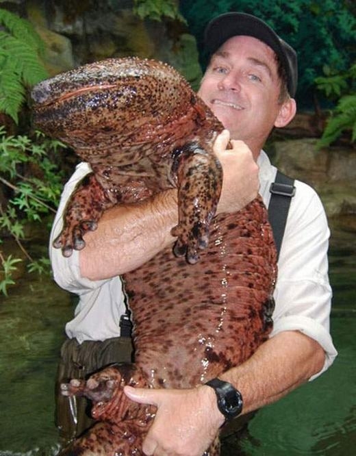
Kì giông khổng lồ Trung Quốc (Chinese Giant Salamander) có chiều dài lên đến hơn 1,8 mét – lớn nhất trong số các loài kì giông. Chúng có thị giác khá kém, nếu không nói là bị mù. (Ảnh: Internet)