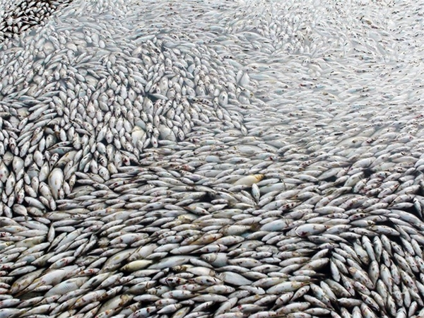  
Cá chết trắng cả làng bè trên sông Đồng Nai. Ảnh: Internet