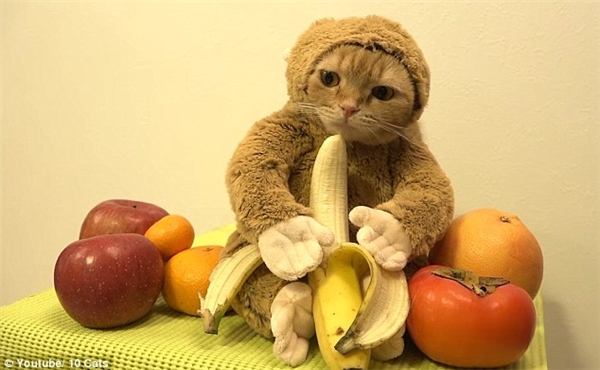
Trong clip, chú mèo hóa trang thành khỉ, chỉ lộ ra khuôn mặt và chủ nhân của nó thì đang đưa một quả chuối trước mặt. (Ảnh: Internet)