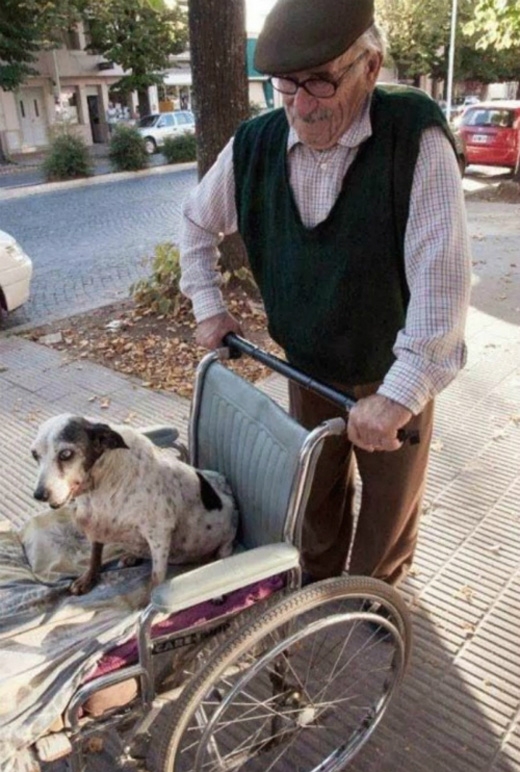 
Cụ già này và chú chó cưng đã bầu bạn với nhau suốt nhiều năm qua. Khi chú chó không thể đi lại được nữa, cụ đã đẩy xe đưa chú đi chơi hàng ngày. (Ảnh: Internet)