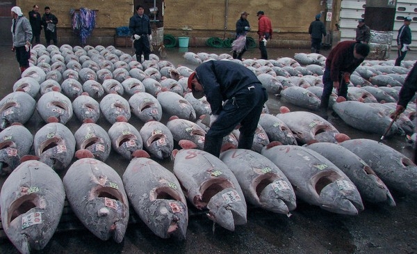 
Cá ngừ vẫn bị săn bắt và đem bán. (Ảnh: Internet)