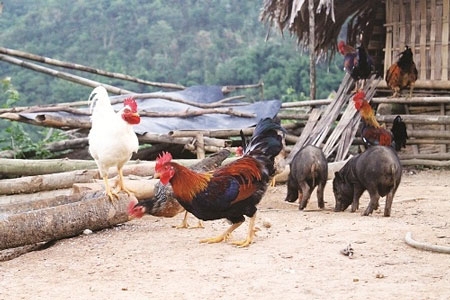 
Trang trại nuôi gà chín cựa quý hiếm. Ảnh: Internet