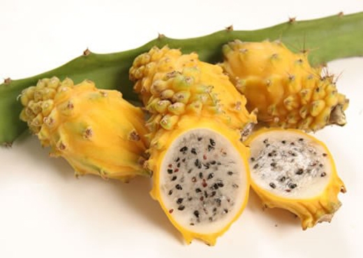 
Thanh long vàng là loại quả được ưa chuộng ở Việt Nam và các nước khác. (Ảnh: Internet)