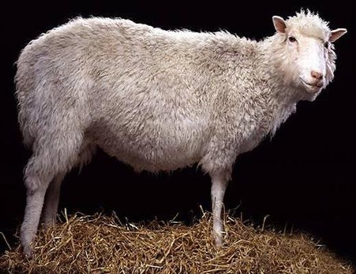 
Động vật nhân bản đầu tiên - cừu Dolly. (Ảnh: Internet)