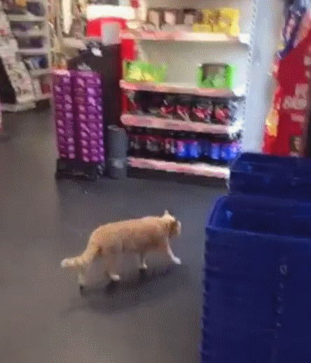 
Chú mèo kiên quyết làm bảo vệ tại siêu thị dù bị xua đuổi. (Ảnh: Bored Panda)