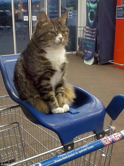 Khâm phục chú mèo “bảo vệ không công” nhiều năm cho siêu thị