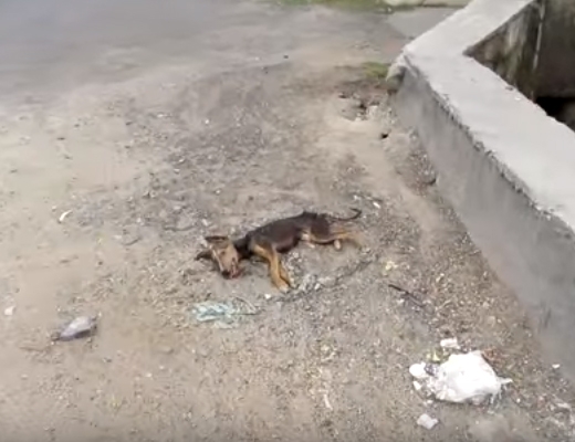 
Hình ảnh chú chó nằm trơ trọi trên đường vô cùng đáng thương. (Ảnh: Animal Aid Unlimited Youtube)
