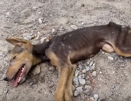 
Nằm thoi thóp sắp chết nhưng khi nhận ra có người đến cứu chú chó vẫy đuôi vui mừng (Ảnh: Animal Aid Unlimited Youtube)