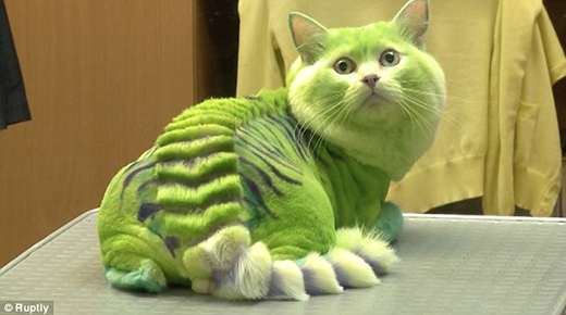 
Em mèo này hẳn sẽ đạt giải bộ lông rồng ấn tượng nhất cho xem. (Ảnh: Internet)