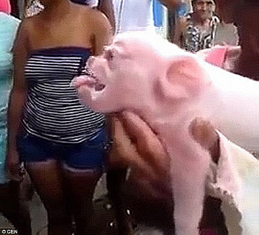 
Chú lợn có gương mặt rất giống khỉ. (Ảnh: Internet)