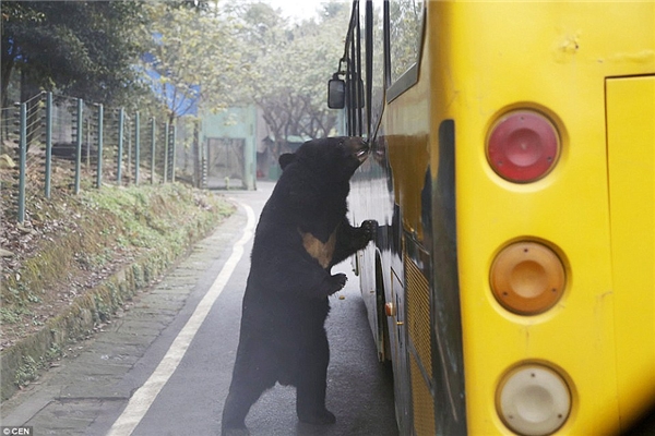 
Một chú gấu đang “do thám” chiếc xe buýt chở khách tham quan khi đi ngang qua “địa bàn” của nó. (Ảnh: Daily Mail)