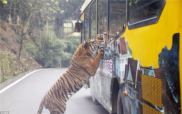 
Chú hổ Bengal nhảy xổ đến chiếc xe chở khách tham quan để "táp" miếng thịt được treo trên một cái que. (Ảnh: Daily Mail)