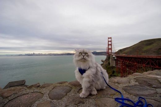 
Tạo dáng bắt chéo chân trên cầu Cổng Vàng - cây cầu nổi tiếng nước Mỹ, nằm ở vịnh San Francisco. (Ảnh: Instagram)