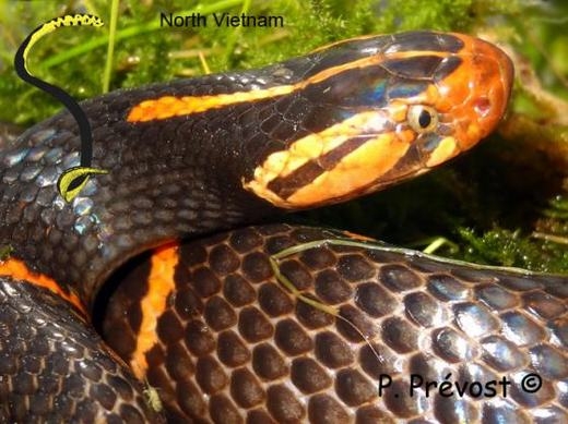 
Loài rắn này chứa nọc độc đủ giết ít nhất 15 người, mới được phát hiện ở một trang trại rắn thuộc Kenya.