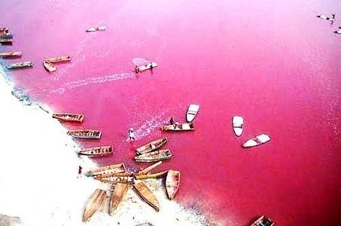 
Hồ có màu hồng sáng và nổi bật. (Ảnh: Internet)