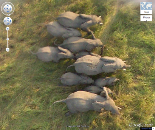 
Bạn không thể thấy những chú voi trên Google Maps? Thật sự thì câu trả lời là có thể. Không tin, hãy đánh vào tọa độ 10.903497 N,19.93229 E và bật chế độ vệ tinh. (Ảnh: Internet)