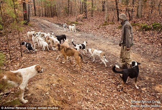 
Chính ông đã tự nguyện giao nộp lại bầy chó để chúng được chăm sóc đầy đủ. (Ảnh: Daily Mail)