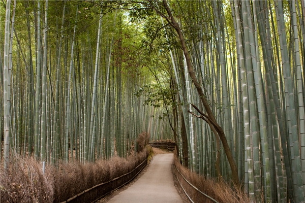 
Rừng trúc Sagano, Nhật Bản (Ảnh: Internet)