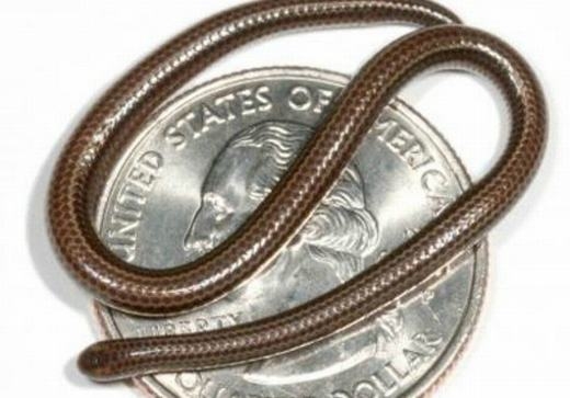 
Con rắn nhỏ hơn cả đồng xu khi cuộn tròn. (Ảnh: Internet)
