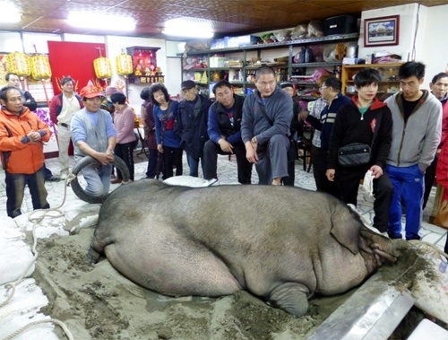 
Chú lợn của ông Liêu khi được tham gia lễ hội rước lợn. (Ảnh: Internet)