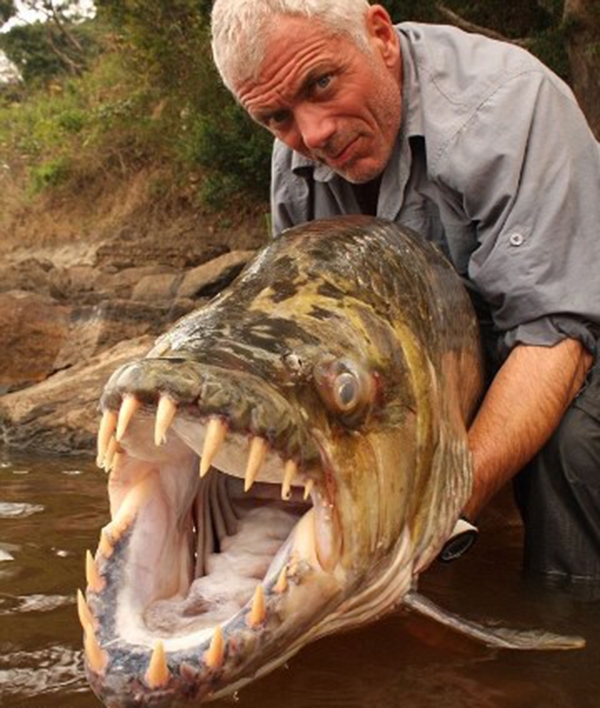 
Cận cảnh hàm răng sắc bén của cá Piranha. (Ảnh: Internet)