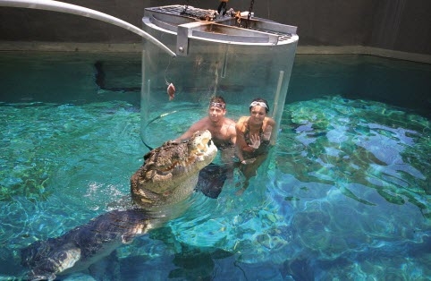 
Du khách sẽ vào trong một bể chứa trong suốt cao gần 3m, làm từ chất liệu acrylic dày 15,5cm, được bịt kín rồi thả vào trong hồ nuôi cá sấu. (Ảnh: Internet)