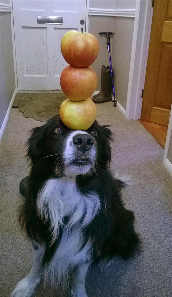 
Chú chó này có thể đặt trên đầu mình ba quả táo thẳng đứng. (Ảnh: Internet)