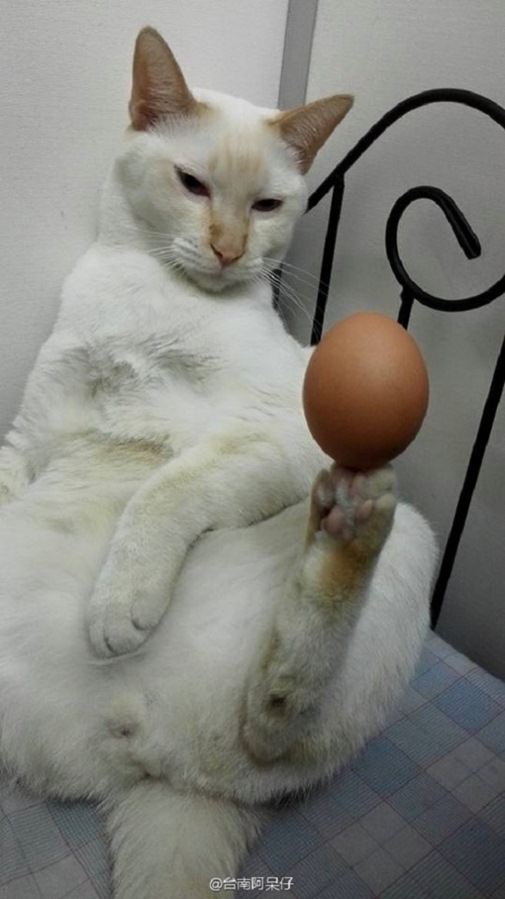
Giữ cho quả trứng đứng vững chỉ với một... chân. (Ảnh: Internet)