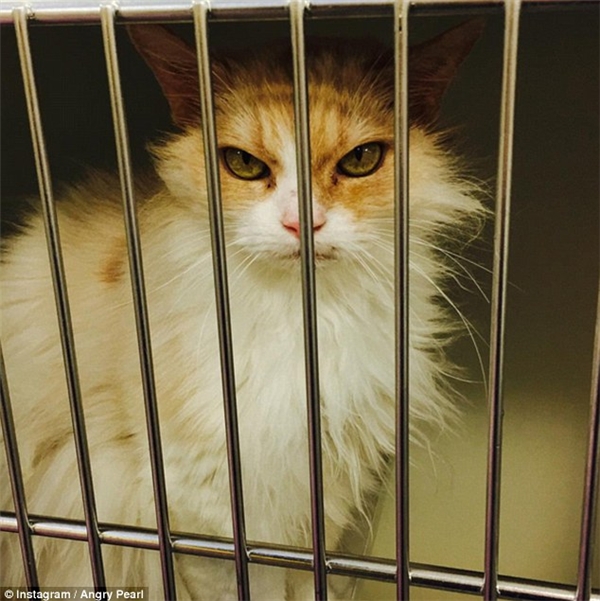 
Will và bạn gái tìm thấy chú mèo 6 tuổi này tại trang mạng của trung tâm dịch vụ chăm sóc và bảo vệ động vật. (Ảnh: Instagram)