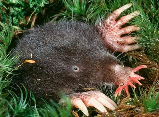 
Thường được tìm thấy ở Đông Bắc nước Mỹ và các khu vực thấp trũng của miền đông Canada, chuột chũi mũi sao (Star Nosed Mole) đặc trưng với chiếc mũi nhiều tua và cực kì nhạy cảm. Chúng được các nhà khoa học huấn luyện để dự báo sóng địa chấn. (Ảnh: Internet)