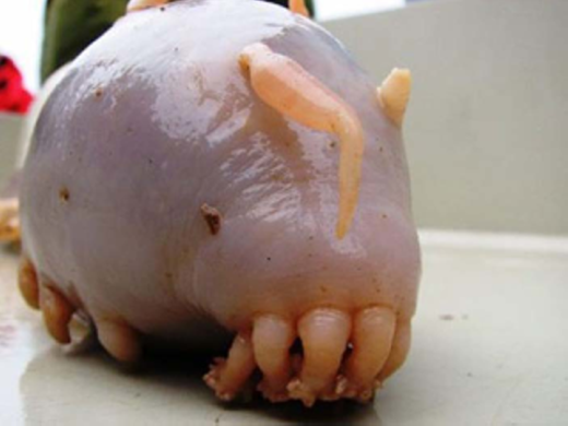 
Sống ở độ sâu 1000 – 4000m dưới mực nước biển, ấu trùng Cthulhu Larva khiến người ta khiếp sợ bởi hình hài “xấu đau xấu đớn”. Được biết, loài ấu trùng này chủ yếu ăn bùn, tảo và các mảnh vụn khác dưới đáy đại dương. (Ảnh: Internet)