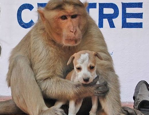 
Tình mẫu tử kì lạ giữa chó và khỉ. (Ảnh: Internet)