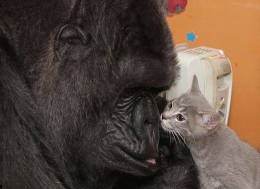 
Chú khỉ Koko bên mèo con. (Ảnh: Internet)
