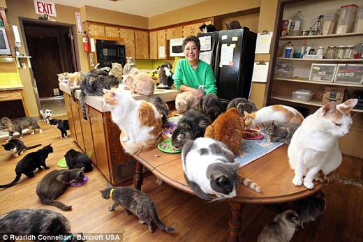 
Lynea Lattanzio trong căn bếp cùng bầy mèo của mình. (Ảnh: Daily Mail)