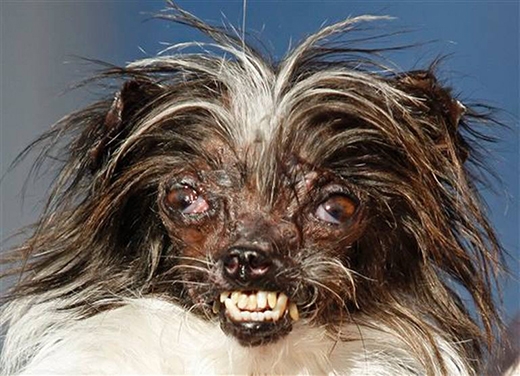
Chú chó gây ấn tượng với bộ lông trắng pha nâu bù xù cùng cặp mắt lồi, răng vừa hô vừa móm lộ hết cả ra. (Ảnh: George Nikitin)
