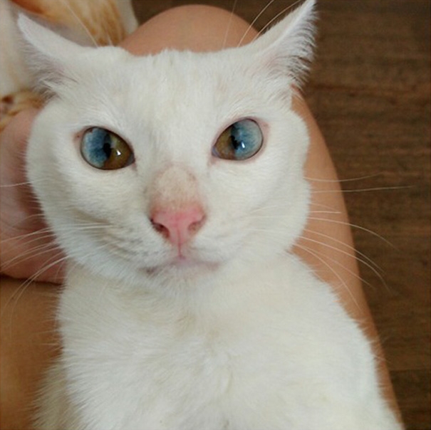 
Chú mèo trắng có đôi mắt chứa cả vũ trụ. (Ảnh: Bored Panda)