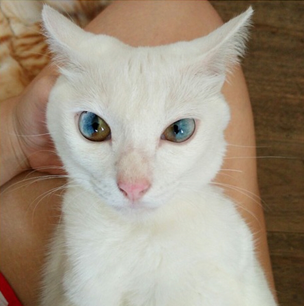 
Chú mèo nhỏ càng trở nên đáng yêu với màu mắt độc lạ. (Ảnh: Bored Panda)
