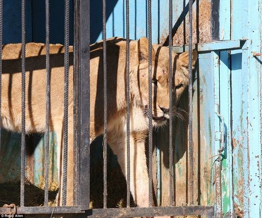
Một chú sư tử buồn bã trong chuồng. (Ảnh: Roger Allen)