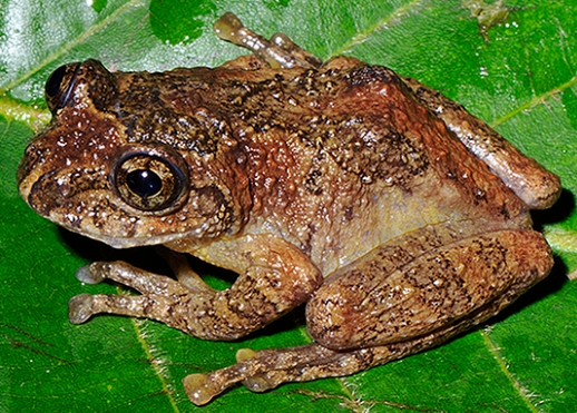 Kì lạ loài ếch “hồi sinh” sau gần 140 năm “mất tích”