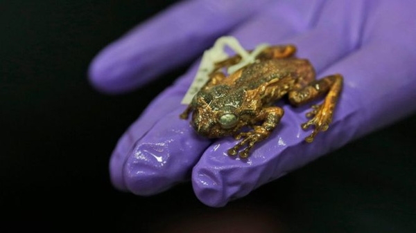 Kì lạ loài ếch “hồi sinh” sau gần 140 năm “mất tích”