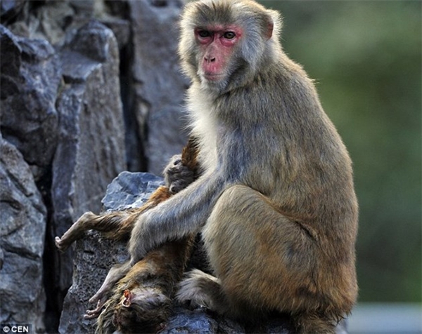 
Sự việc chỉ được phát hiện khi khách du lịch thông báo cho nhân viên vườn thú biết. Sau đó, các nhân viên vườn thú định lại gần con khỉ con, ngay lập tức khỉ mẹ đã nhe răng, trợn mắt hù dọa không cho ai tiếp cận. Nhiều người khi chứng kiến hình ảnh cảm động này đã không khỏi nghẹn ngào, nhói lòng. Ảnh: Internet