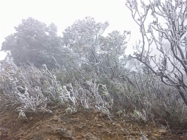 
Ảnh người dân chụp lại tại Mẫu Sơn - Lạng Sơn, băng giá phủ trắng xóa cây cối. (Ảnh: Internet)