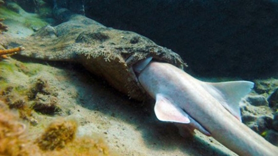 
Cá mập thảm đang nuốt một chú cá tre vằn. (Ảnh: Internet)