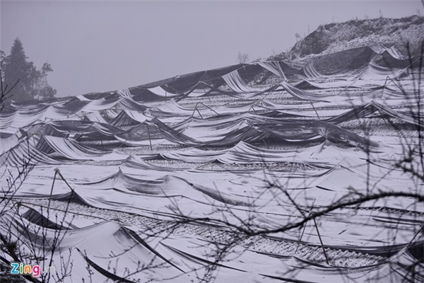 
Nhiều vườn rau, củ quả của người dân chịu ảnh hưởng nặng nề. Cánh đồng ươm giống rau tại xã Lao Chải bị vùi trong tuyết dù đã được che bạt.