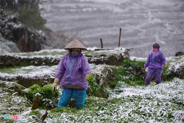 
Người dân tại xã Lao Chải, tổ 7 A (thị trấn Sa Pa) đang đi cắt rau để đem ra chợ bán, sở dĩ họ phải cắt sớm vì nếu ngày mai tuyết rơi dày, toàn bộ số rau này sẽ bị bầm dập, hư hỏng hoàn toàn.
