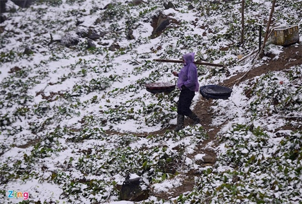 
Nhiều người phải mặc áo mưa, bất chấp mưa tuyết nặng hạt để đi cắt rau.